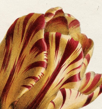 Πώς ένας βολβός θα σου δώσει το πιο όμορφο λουλούδι