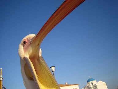 Pelekanos