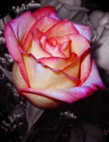 a white rose