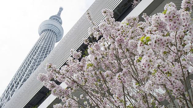 tokyo