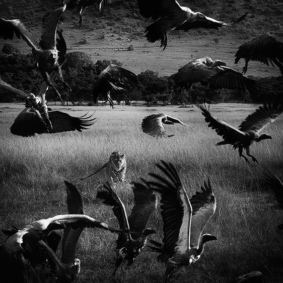 Nicolas Lotsos_The Hunt_spider awards