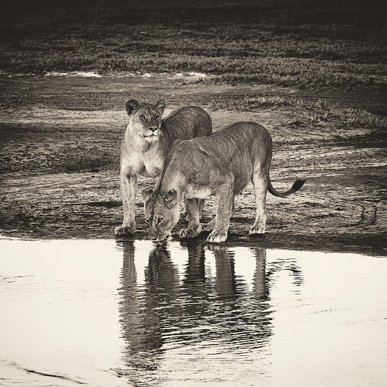 Nicolas Lotsos_Two lionesses