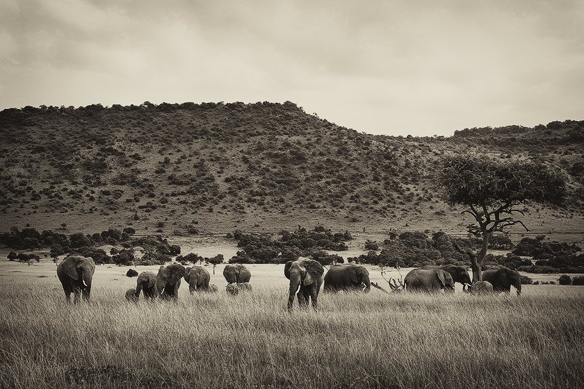 Nicolas Lotsos_Elephants