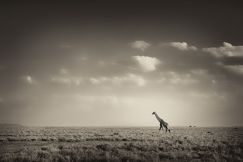 Nicolas Lotsos_Walk Alone