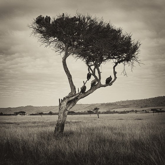 Nicolas Lotsos_Trees