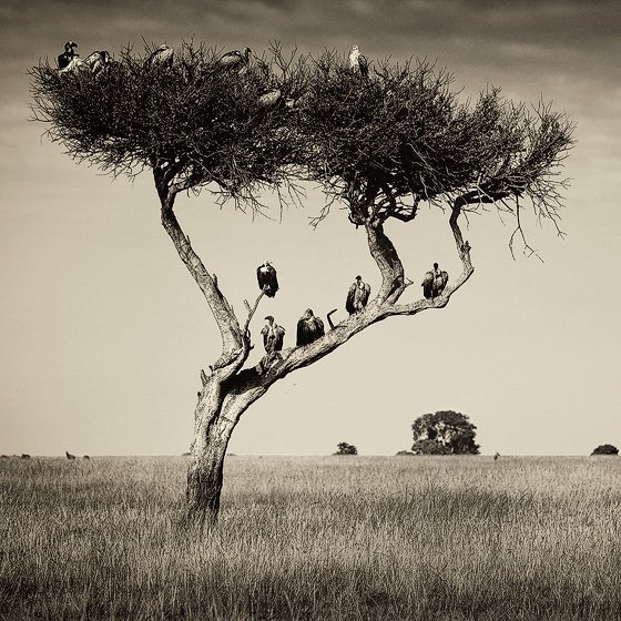 Nicolas Lotsos_Trees