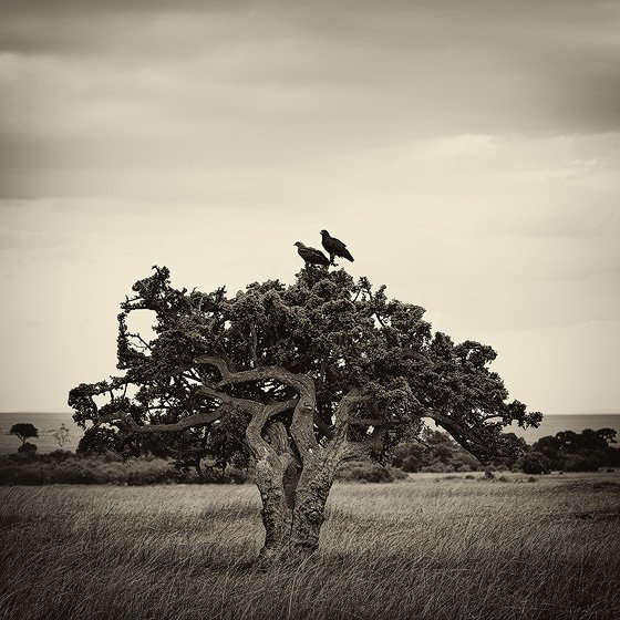 Nicolas Lotsos_Trees