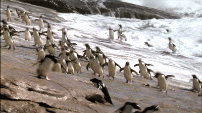 Τα τελειότερα gif με πιγκουίνους | LiFO